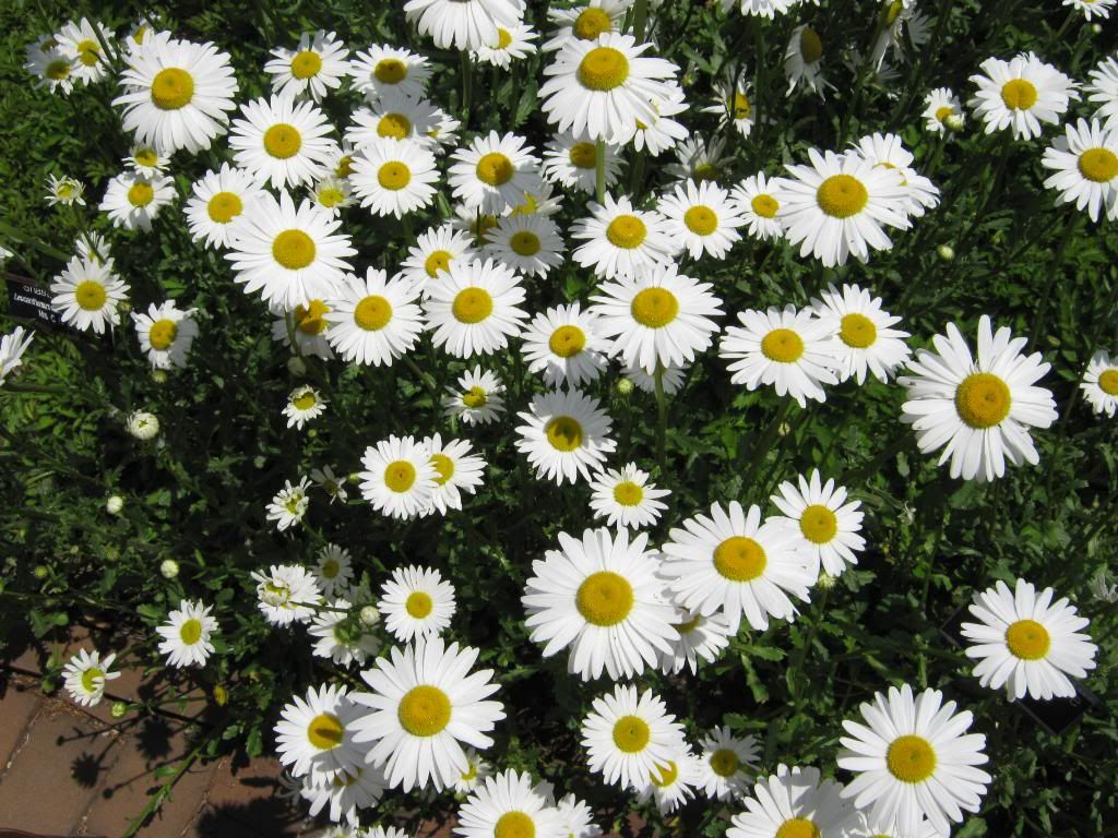 flowers photo: Flowers IMG_0427.jpg