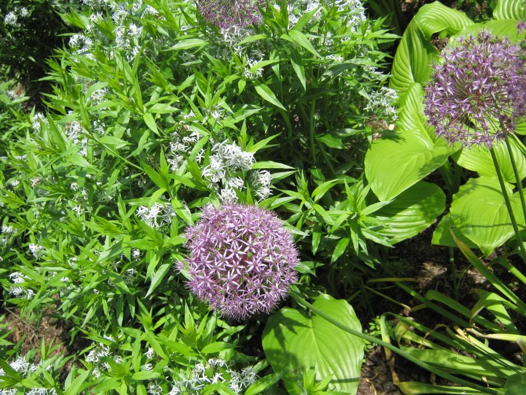 flowers photo: Flowers IMG_0437.jpg