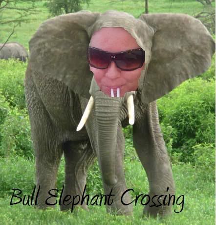 bullelephant.jpg