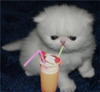 cocktail-kitten.jpg