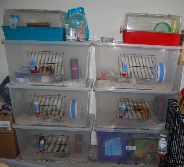 Stacking bins? Pet Mice Forum