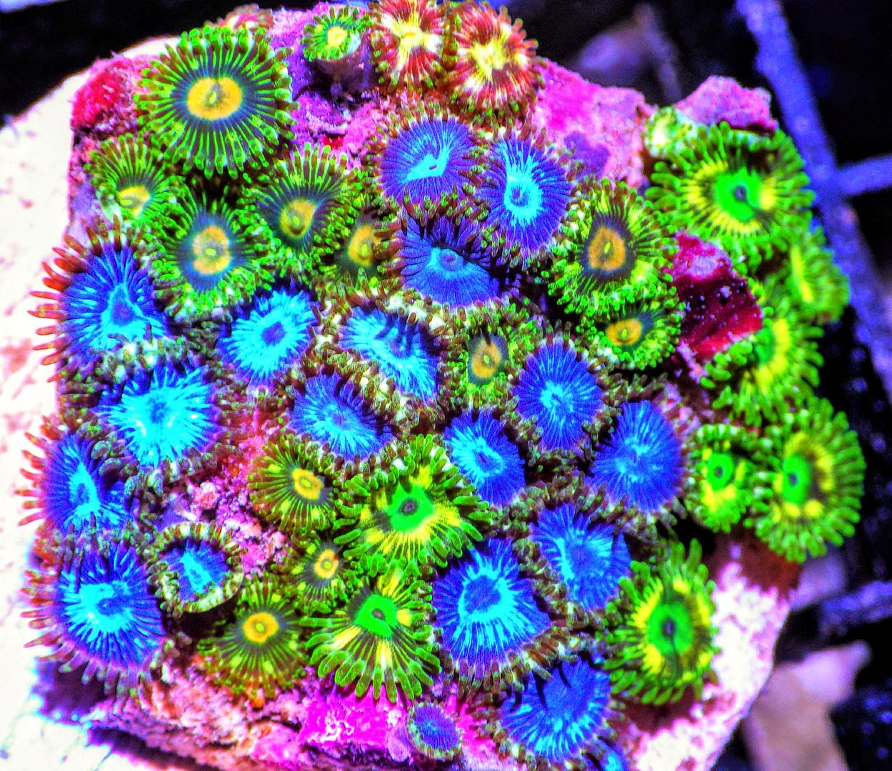 Beautiful Zoas Available 30% off | REEF2REEF Saltwater and Reef ...