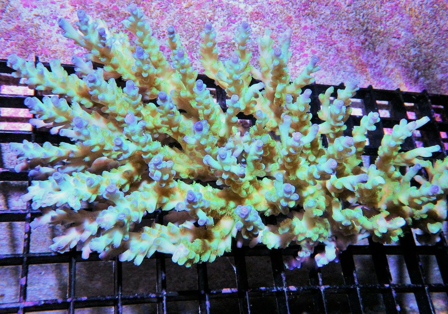 Gorgeous Acropora Full Colonies | REEF2REEF Saltwater and Reef Aquarium ...