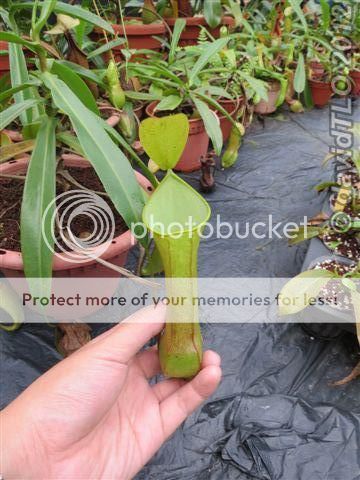 出售靓靓猪笼草 n.reinwardtiana var samarindaensis 两眼猪笼草