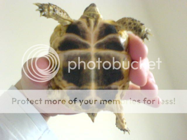 Herman Tortoise, Male or Female? Piccys - Reptile Forums